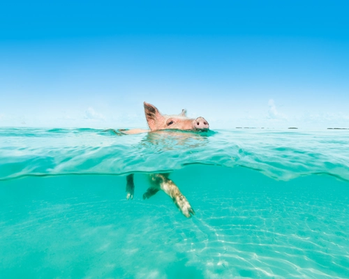 Bahamas - Exuma